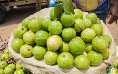 Kan ik guave eten als ik zwanger ben?