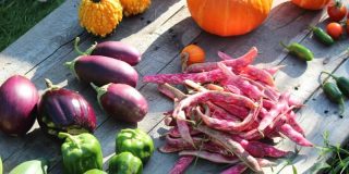Herfstgroente
