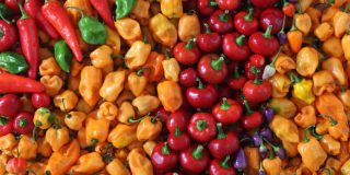 jalapenos